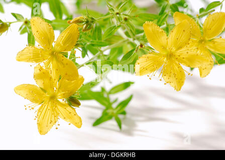 San Juan, Tipton la maleza, Chase-demonio o Klamath weed (Hypericum perforatum), plantas medicinales Foto de stock