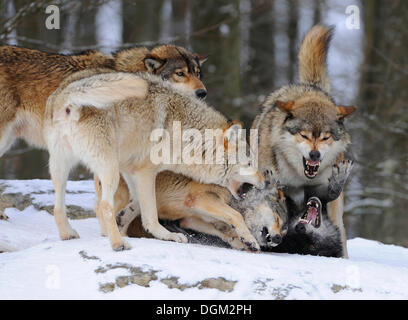 La amonestación de un lobo peor clasificado por un alfa de la manada, combates, Mackenzie Wolf, Alaska o lobo de la tundra canadiense Timber Wolf