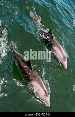 Dos nativas Haviside Dolphin (Cephalorhynchus heavisidii) frente a la costa, Pelican Point, Walvis Bay, Namibia, África Foto de stock