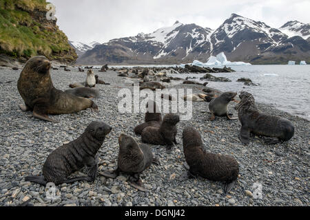 Las focas peleteras (Arctocephalus gazella), cachorros y adultos, Fortuna Bay, Georgia del Sur y las Islas Sandwich del Sur Foto de stock