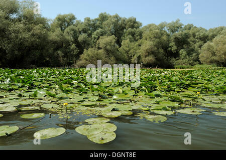 Amarillo lirios de agua (Nuphar lutea, Nuphar luteum"), el delta del Danubio, Rumania, Europa