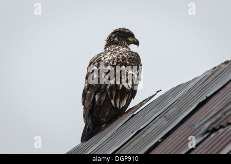 Águila calva inmadura posada en el viejo techo de hojalata en Alaska Foto de stock