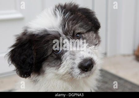 Perro de raza mixta (Canis lupus familiaris), Retrato Foto de stock