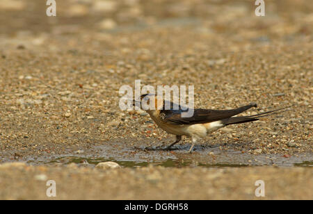 Red-rumped Swallow (Hirundo daurica), pájaro adulto recoger el barro como material de anidación, Bulgaria, Europa Foto de stock