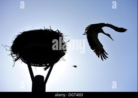 Cigüeña blanca (Ciconia ciconia) y un gorrión (Passer domesticus) siluetas junto a un nido de cigüeña contra un cielo azul