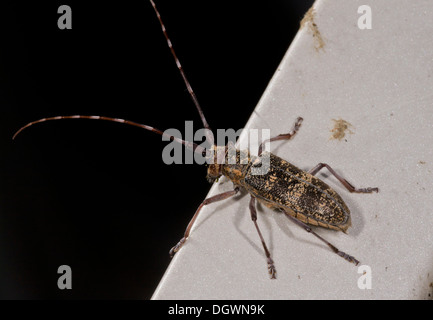 Pino estriada barrenador Rhagium inquisidor - longhorn beetle; puede ser una plaga de los pinos. Francia.
