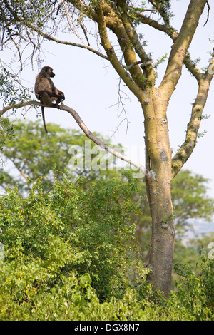 Olive babuinos (Papio anubis) sentado en un árbol, Sabana seca cerca de Ishasha, el Parque Nacional Queen Elizabeth, Uganda, África Foto de stock