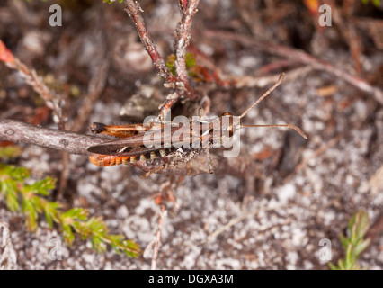 Grasshopper, moteado Myrmeleotettix maculatus - macho en sandy brezales hábitat, Dorset. Foto de stock