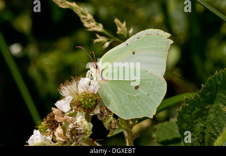 Hembra Gonepteryx rhamni Brimstone Butterfly, alimentándose de flores de zarzas. Foto de stock