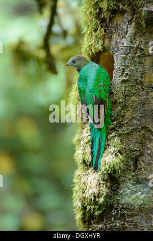 Quetzal (Pharomachrus mocinno), hembra, posado en una rama, San Gerardo de Dota, Costa Rica, Centroamérica