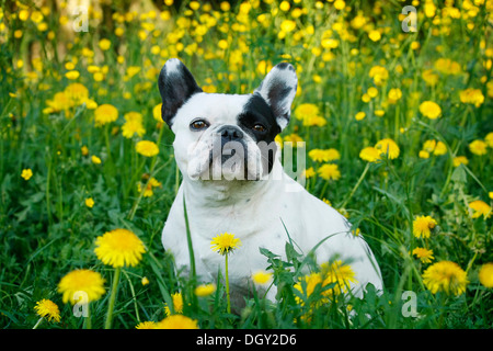 Bulldog Francés sentado en una pradera, Satteldorf Jaramago, Hohenlohe, Baden-Württemberg, Alemania Foto de stock