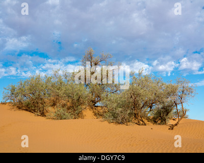 Árboles de tamarisco afloran en la cima de una duna de arena contra un cielo azul con nubes moteada luz de Marruecos Foto de stock