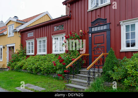 Casa de madera roja con una escalada rojo rosa, Bakklandet, Trondheim, Sør-Trøndelag, Trøndelag, Noruega Foto de stock