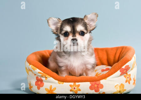 Chihuahua cachorro en la cesta Foto de stock