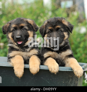 Dos cachorros de perro pastor alemán