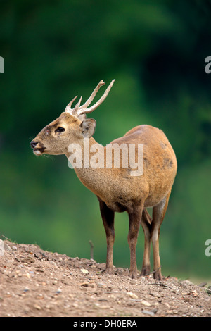 Fronto-antlered Deer, Ciervo de ELD o Thamin (Rucervus eldii), nativo de Asia, macho, cautiva, Arnhem, Gelderland, Países Bajos Foto de stock