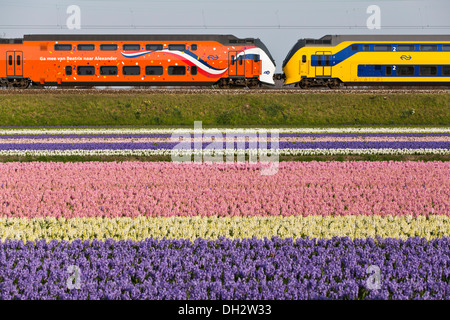 Países Bajos, Vogelenzang, jacintos de floración. Naranja Royal Kings pasando por tren. Foto de stock