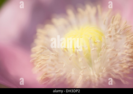 La amapola, Papaver somniferum. Cerrar vista recortada de desarrollar semilla cabeza y estambres. El enfoque selectivo, suaves efectos.