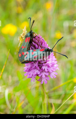 6-spot Burnett, Zygaena filipendulae, par de apareamiento, anacamptis pyramidalis Orquídea piramidal,
