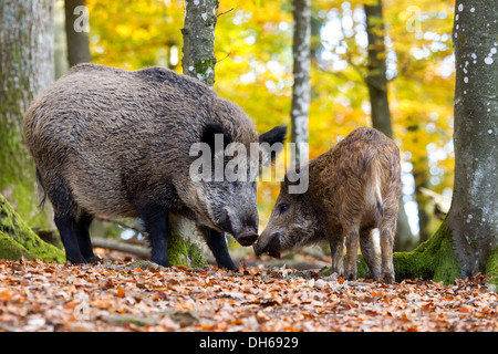 El jabalí (Sus scrofa), Wildpark Daun Game Reserve, distrito Vulkaneifel, Renania-Palatinado Foto de stock