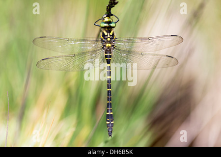 Golden Dragonfly - Cordulegaster boltonii anillado, macho Foto de stock