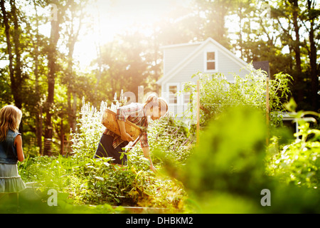 Una mujer la recolección de hortalizas en un jardín al final del día. Un niño caminando a través de las plantas altas. Foto de stock