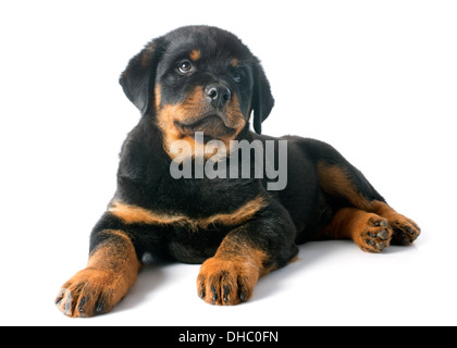 Retrato de un cachorro de raza rottweiler delante de un fondo blanco Foto de stock