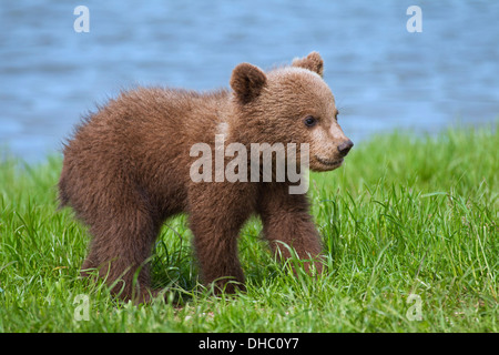 Oso pardo europeo / Euroasiática de oso pardo (Ursus arctos arctos) cub en riverbank / Lake Shore