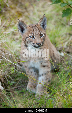El lince eurásico (Lynx lynx), CUB, Parque Nacional del Bosque Bávaro reserva de caza, Neuschönau, Baja Baviera, Baviera, Alemania Foto de stock