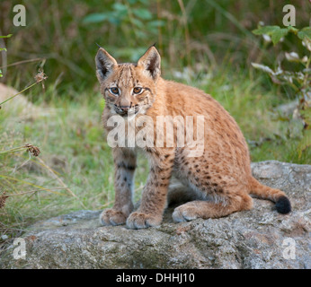 El lince eurásico (Lynx lynx), cub sentado sobre una roca, el Parque Nacional del Bosque Bávaro reserva de caza, Neuschönau, Baja Baviera Foto de stock