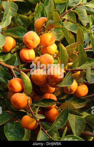 Caqui, fruta de árbol Foto de stock