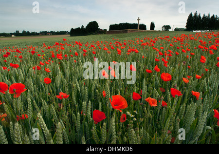 Rancourt amapolas crecen cerca del cementerio militar en el campo de batalla de Somme, Francia. Rancourt, departamento de Somme, Picardía, Francia Foto de stock