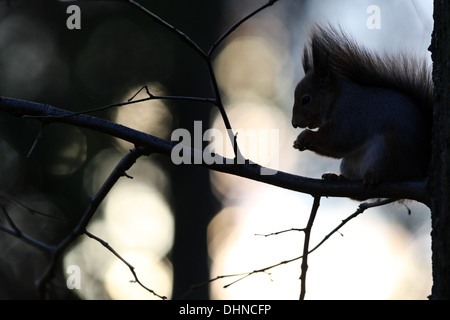 Ardilla roja (Sciurus vulgaris) en otoño. Europa