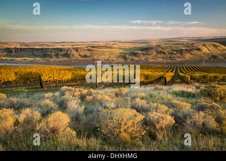 Artemisa, rabbitbush e hileras de viñas de uva de vinificación en Maryhill viñedos con vistas del río Columbia; Maryhill, Washington. Foto de stock