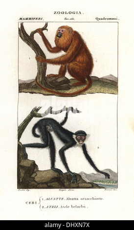Mono aullador, Alouatta seniculus, de fachada blanca, el mono araña Ateles belzebuth (en peligro). Foto de stock
