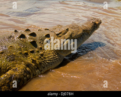 Costa Rica, río Torcoles, cocodrilo, enorme, peligrosos, animales  prehistóricos, velocidad enorme cocodrilo, industria del cuero, las  mandíbulas Fotografía de stock - Alamy