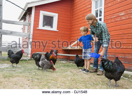 Padre e hijo alimentando pollos en la granja