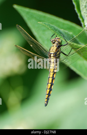 Cola negra Skimmer Dragonfly - femail - Orthetrum cancellatum Foto de stock