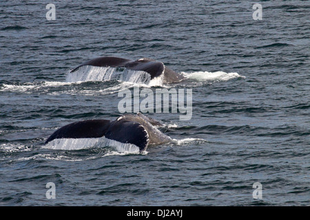 Par de ballenas jorobadas (Megaptera novaeangliae) Submarinismo simultanoeusly Foto de stock
