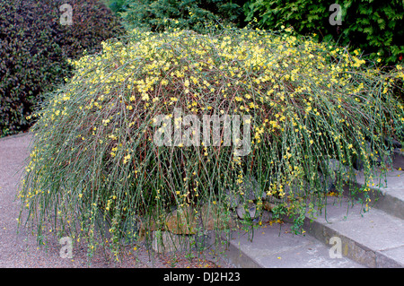 Jazmín de invierno en plena floración Jasminum nudiflorum Fotografía de  stock - Alamy