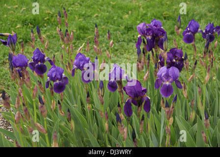 Iris germanica Foto de stock