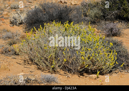 Manochlamys albicans en hábitat, Sudáfrica Foto de stock