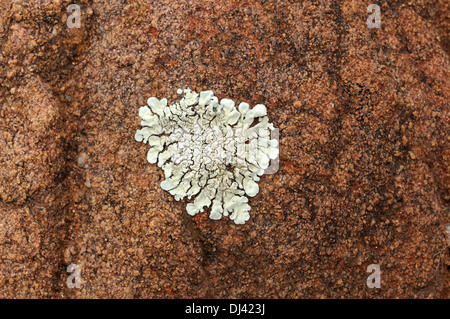 Liquen foliosa con forma de corazón, Sudáfrica Foto de stock