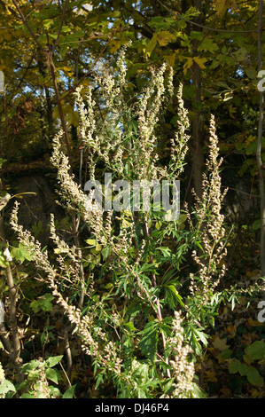 Artemisia vulgaris, Wermut, ajenjo Foto de stock