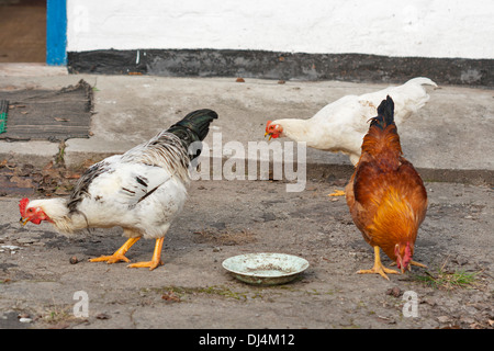 Pollos buscar comida en el patio de atrás