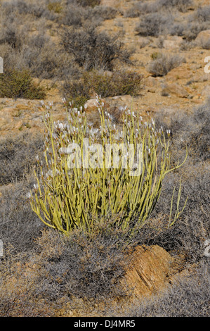 Verodes longiflora, Sudáfrica Foto de stock