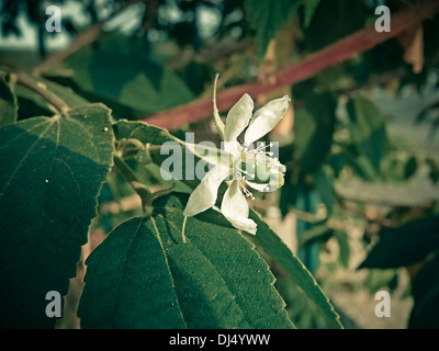 Panama cereza fotografías e imágenes de alta resolución - Alamy