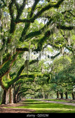 Live Oak árboles en Boone Hall Plantation en Charleston, Carolina del Sur Foto de stock