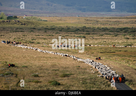 Ovejas round-up en Reykholt en otoño el sur de Islandia. Después del round-up de ovejas están ordenados en corrales y recolectados por los agricultores locales. Foto de stock