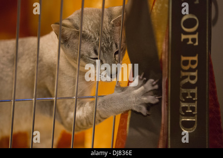 Tonkinese gato encerrado en una jaula. Gato supremo espectáculo en el National Exhibition Centre en Birmingham, Inglaterra, Reino Unido. Foto de stock